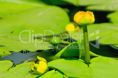 yellow flowers of Nuphar lutea