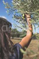 Hand holding olive branch