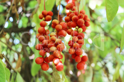branch of red ripe schisandra