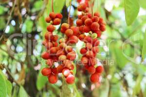 branch of red ripe schisandra