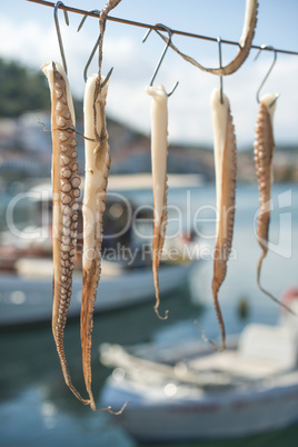 Octopus and boats