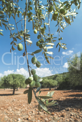 Olive branches