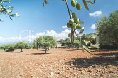 Olive branches