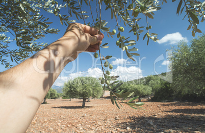 Hand holding olive branch