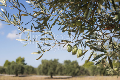 Olive branches