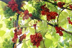 branches of red ripe schisandra