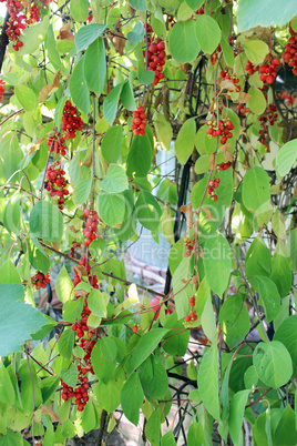 a lot of branches of red ripe schisandra