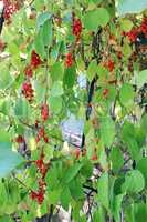 a lot of branches of red ripe schisandra
