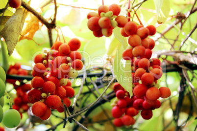 branches of red ripe schisandra