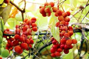 branches of red ripe schisandra