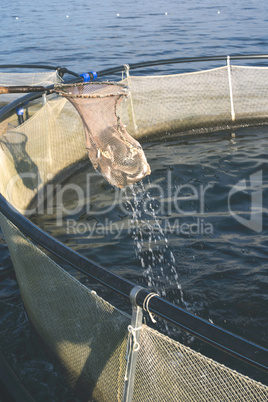 Catching fish with landing net