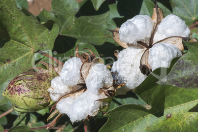 Cotton plant close up