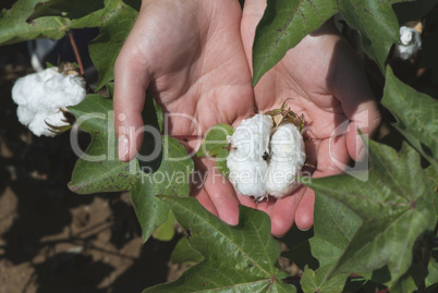Cotton plant close up