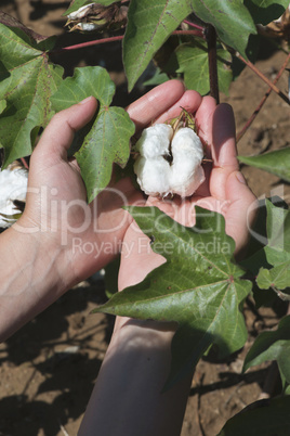 Cotton plant close up