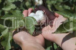 Cotton plant close up