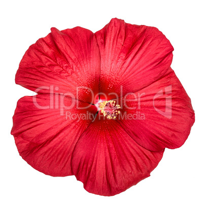 Red hibiscus flower, isolated on white background