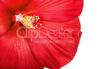 Red hibiscus flower, isolated on white background