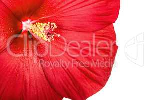 Red hibiscus flower, isolated on white background