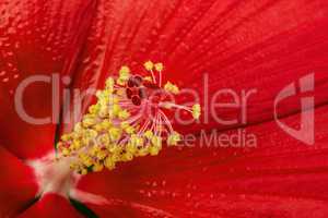 Beautiful red hibiscus flower, macro