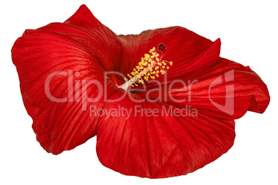 Red hibiscus flower, isolated on white background