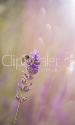 Romantic background with a bee