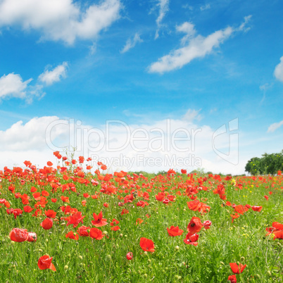 meadow with wild poppies and blue sky