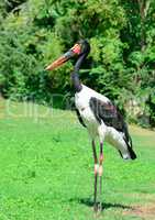black stork in the summer park