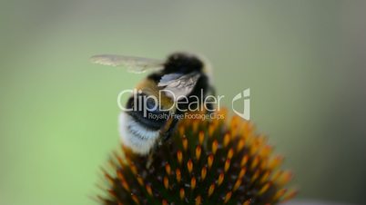 Bee on the flower close up