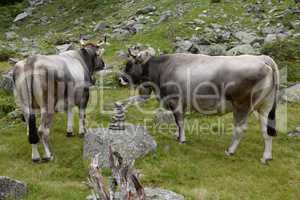 Kühe im Gebirge
