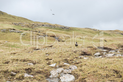 Landscape on the Faroe Islands with arctic skua