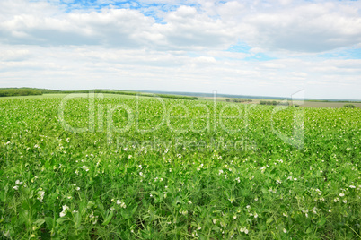 Pea field and blue sky