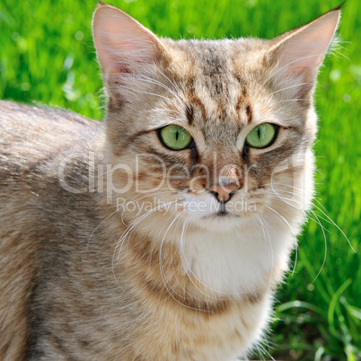 cat on a background of a green grass