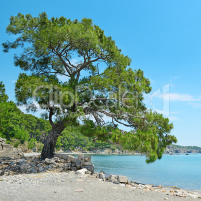 Big beautiful tree on the shore of the bay.