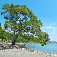 Big beautiful tree on the shore of the bay.