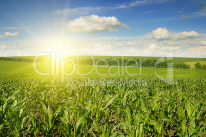 Beautiful sunset on corn field