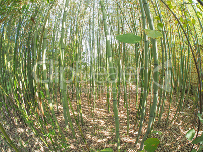 Bamboo tree