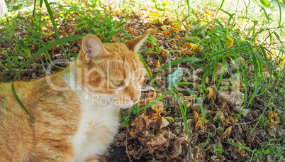 Cat in the grass