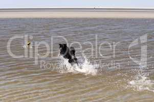 Hund badet in der Nordsee