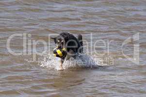 Hund badet in der Nordsee