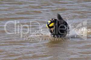 Hund badet in der Nordsee