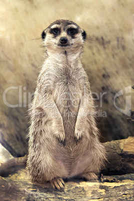 meerkat (Suricata suricatta) standing looking at the camera