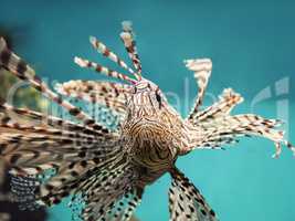 venomous coral reef fish Red lionfish (Pterois volitans)