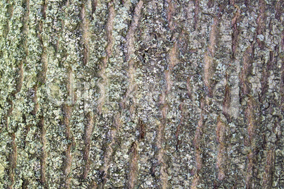 Texture of old wood. The bark of the tree.