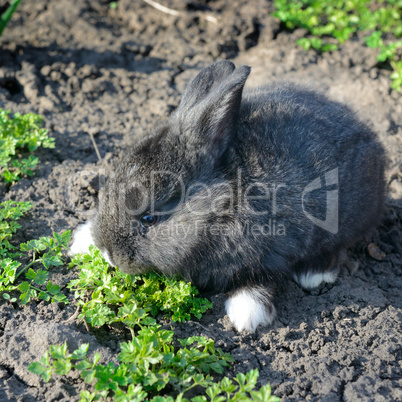 little rabbit eats the grass
