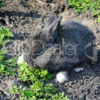 little rabbit eats the grass