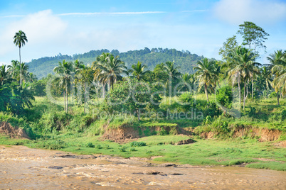 Equatorial forest near the river.