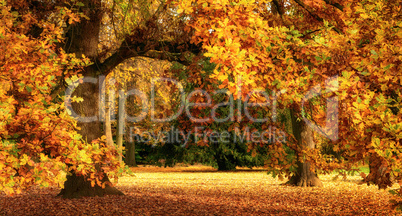 Autumn scenery with a magnificent oak tree