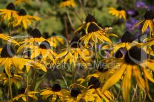 Sonnenhut Rudbeckia fulgida