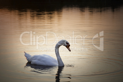 Höckerschwan Cygnus Olor auf einem See