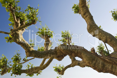 Baum Platanus auf der Insel Mainau
